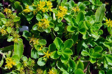 Bahçede sarı çiçekler Sedum kamtschaticum.