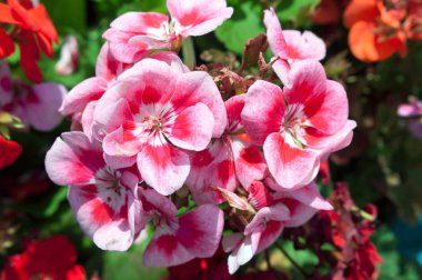 Bahçede güzel beyaz kırmızı Pelargonium çiçek.