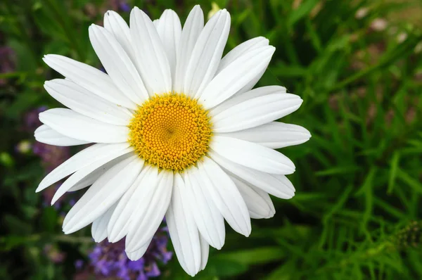 Beautiful white Daisy flower in the garden. — Stock Photo, Image