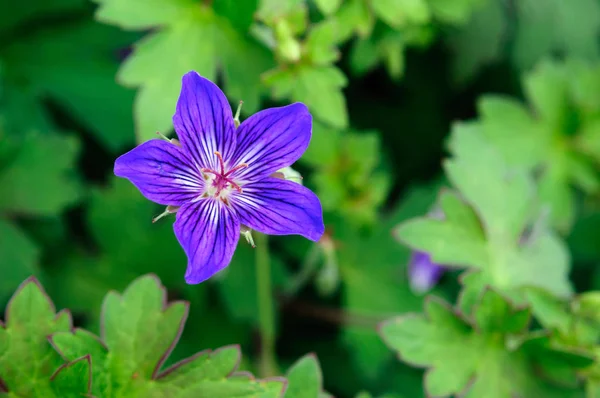 Krásný fialový květinový Les geraniové v zahradě. — Stock fotografie