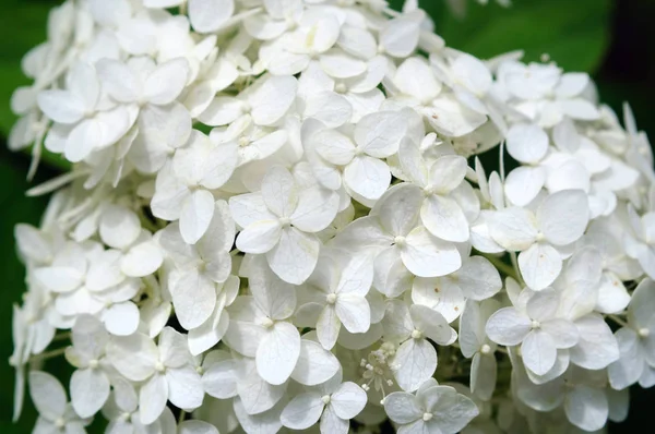 정원에 있는 하이에나 의밝은 흰 꽃. — 스톡 사진