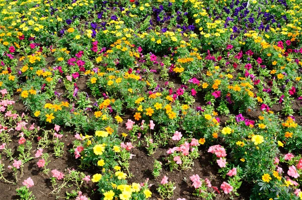 Floraison avec des fleurs colorées dans le parc . — Photo