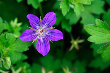 Yaz bahçesinde güzel orman Sardunya çiçek.