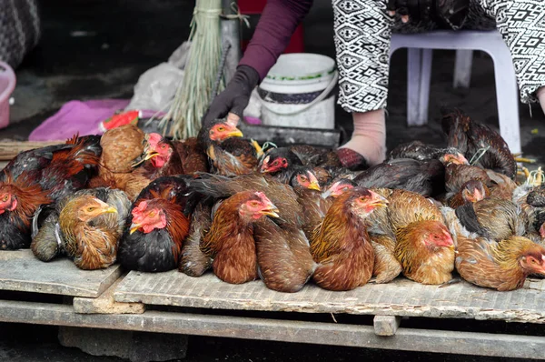 Sokak pazarında canlı tavuk.