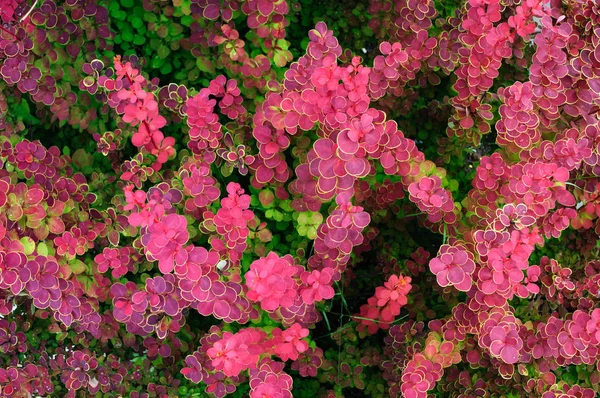 Feuillage rouge vif d'épine-vinette dans le jardin . — Photo
