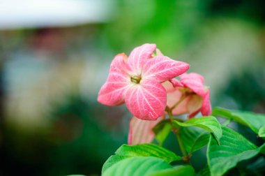 Bahçede pembe çiçek mussaenda philippica.