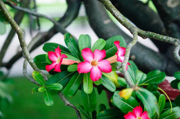 Rosa Blüten Adenium obesum im Garten. — Stockfoto