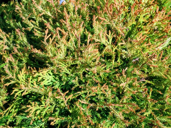 Green arborvitae with red tips of branches. — Stock Photo, Image