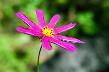 bahçede pyrethrum güzel mor çiçek.