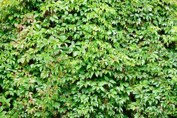 La pared está cubierta con follaje decorativo de las uvas en el jardín . — Foto de Stock