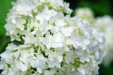 Bahçede güzel beyaz ortanca çiçekler.