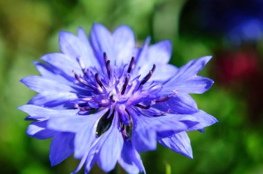Knapweed mavi çiçek bahçede yeşil, yakın yakın.