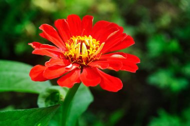 Bahçede parlak kırmızı zinnia çiçekleri.