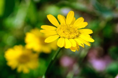 Sarı çiçekler bahçede papatya boya, anthemis tinctoria.