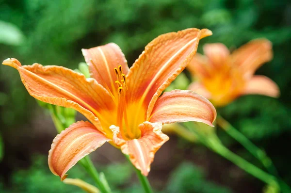 Yaz bahçesinde portakal daylily çiçek.