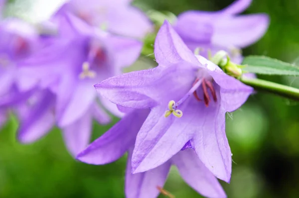 Purple flowers of Campanula in the garden. — Stock Photo, Image