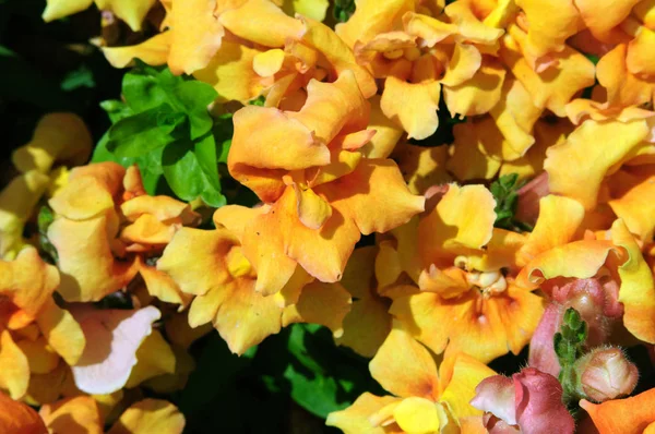 Fleurs jaune-orange d'antirrhinum dans le jardin . — Photo