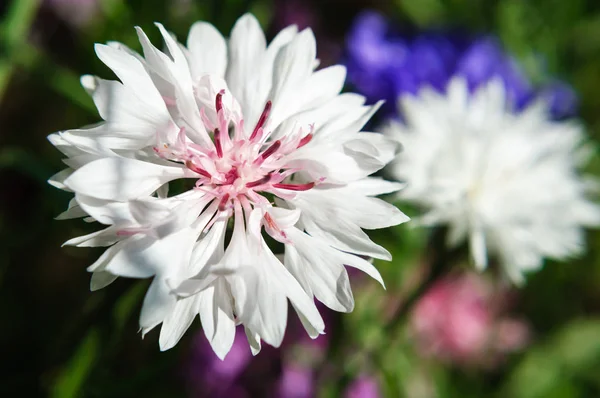 Bright white cornflower flower in the garden. — Stock Photo, Image