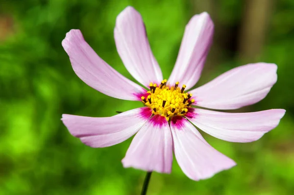 Pale pink flowers of the cosmos in the garden. — Stock Photo, Image