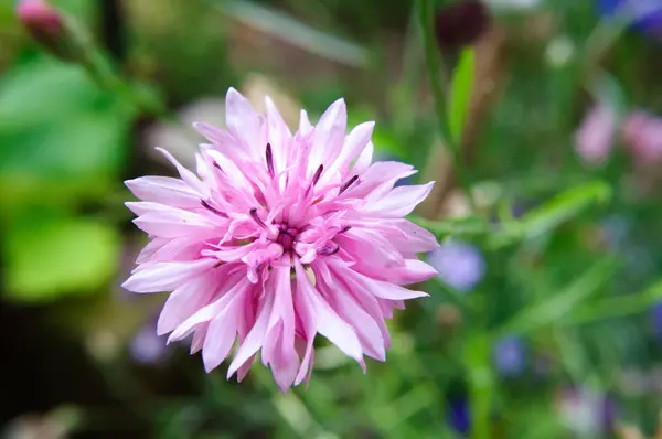 Pink cornflower flower in the garden, centaurea. — Stock Photo, Image