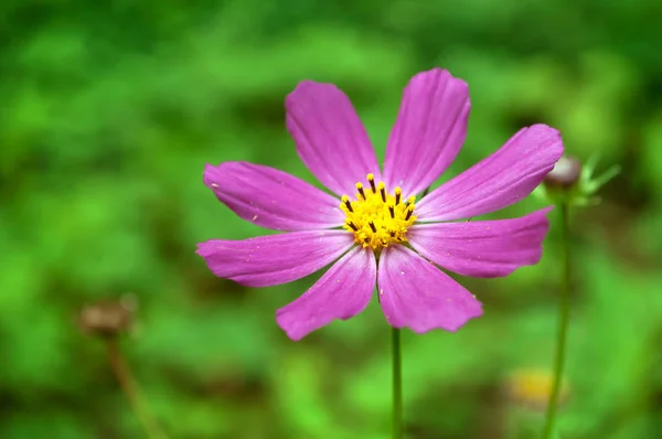 Pink cosmos flower on blurred green background. — Stock Photo, Image