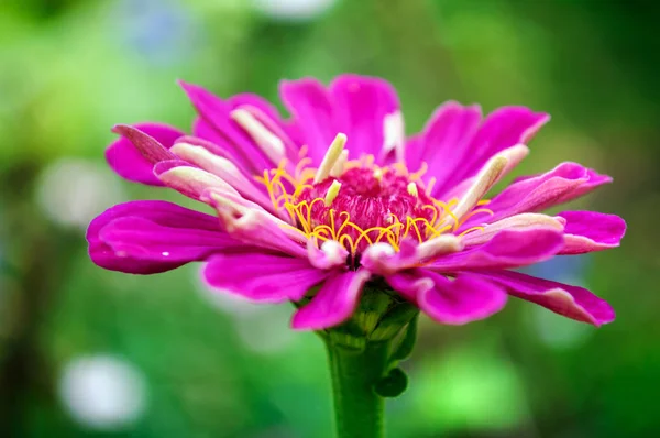 Bright purple flowers of zinnia in the garden. — Stock Photo, Image