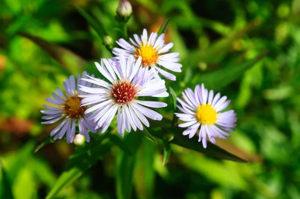 Pale purple flower Aster chamomile in the garden. — Stock Photo, Image