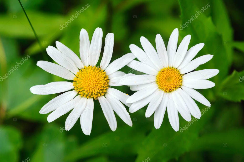 Two field daisies on a background of green foliage.