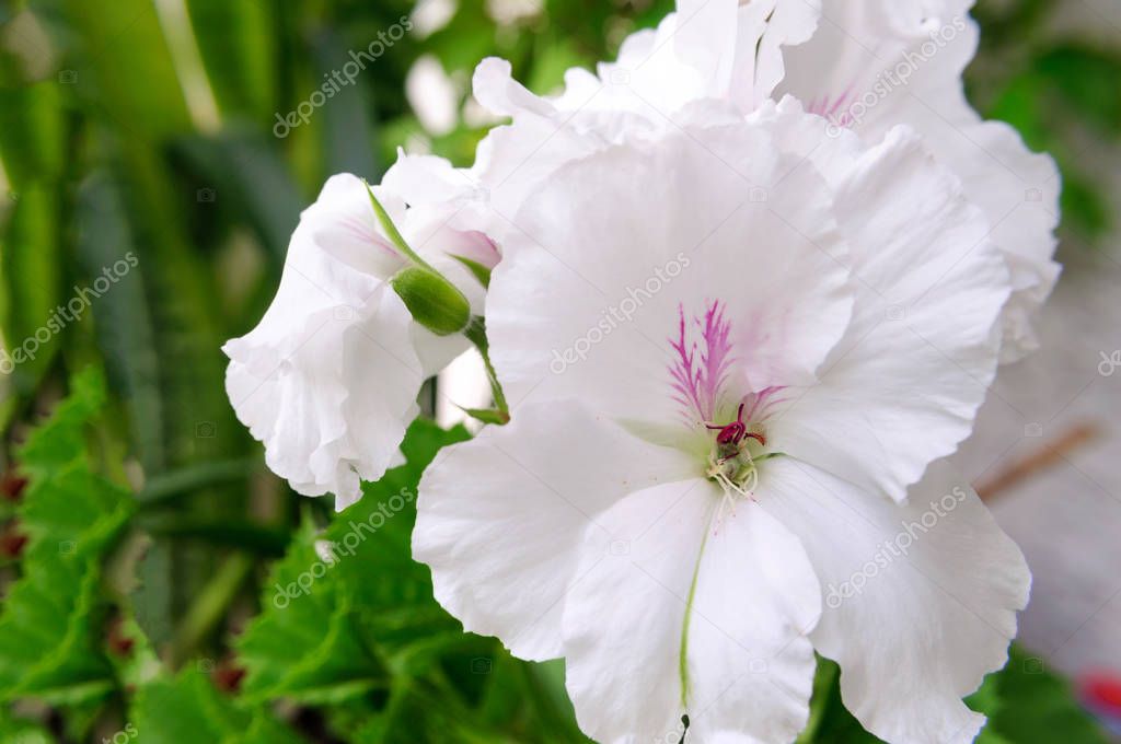 White flower of the Royal geranium in the summer garden.