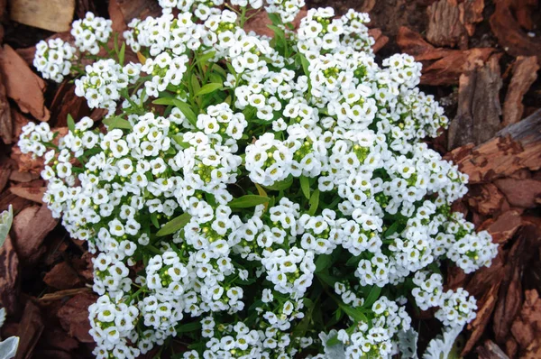 夏季花园中的白色花朵. — 图库照片