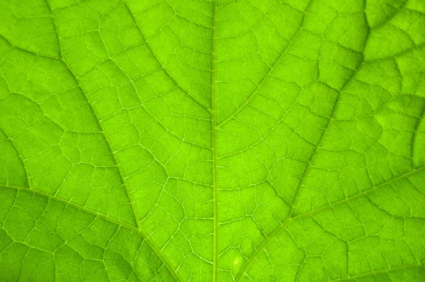 Textur grüner Blattadern, Nahaufnahme. — Stockfoto