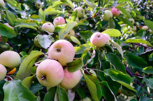 Maçãs maduras nos ramos de uma macieira no jardim . — Fotografia de Stock