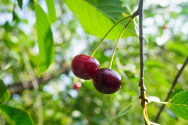 Bahçede bir Bush olgun kiraz çilek.