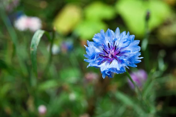 Linda flor de milho azul no jardim. — Fotografia de Stock