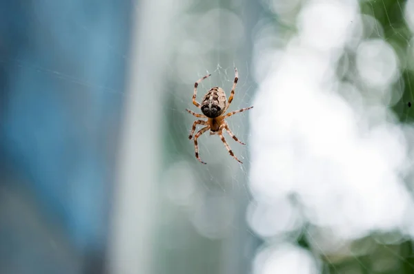 Uma aranha numa teia no jardim . — Fotografia de Stock