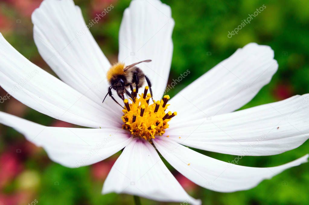 Bumblebee collects pollen on a white flower of the cosmos.
