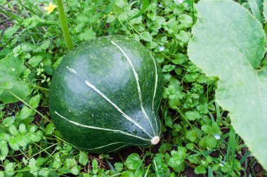 Bahçede çim yeşil çizgili kabak.