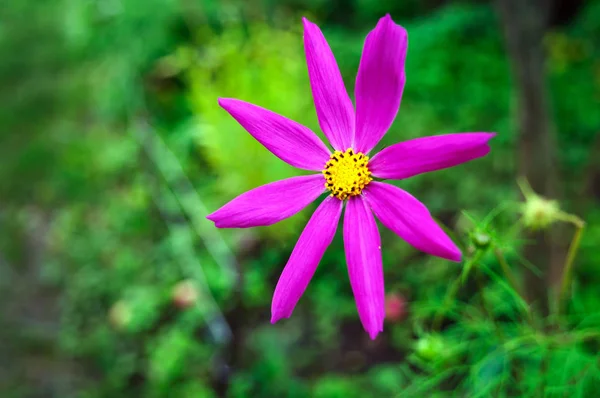 Purple cosmos in the garden, top view. — Stock Photo, Image