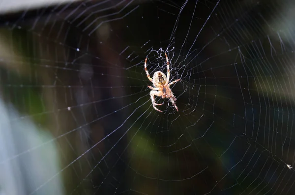 Uma aranha a girar uma teia no jardim . — Fotografia de Stock