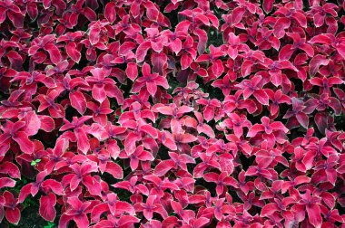 Coleus parkta kırmızı yaprakları ile.