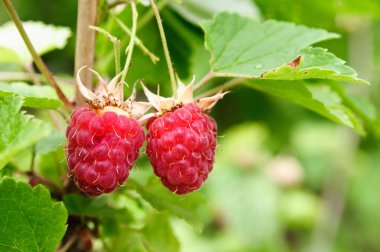 Bir ahududu çalı iki olgun kırmızı çilek.