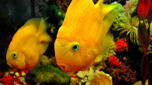 Papağan balık, akvaryumda portakal cichlid.
