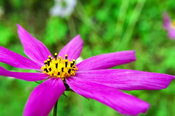 Beautiful purple cosmos flower in the garden in summer. — Stock Photo, Image