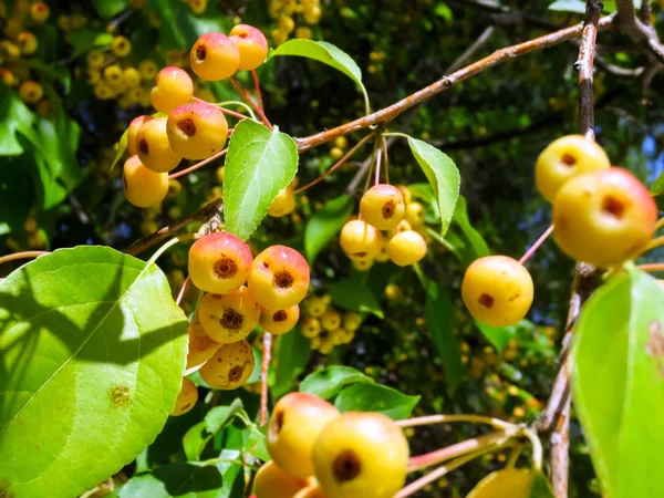 夏の庭で野生のリンゴの木の小さな赤黄色の果実. — ストック写真