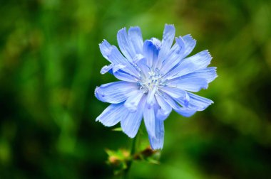 Yeşil yaprakların bulanık arka plan üzerinde Mavi hindiba çiçek.