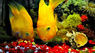 Akvaryumda iki parlak turuncu papağan balık.