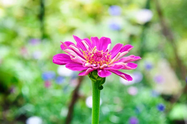 Bright purple zinnia flower on blurry background. — Stock Photo, Image