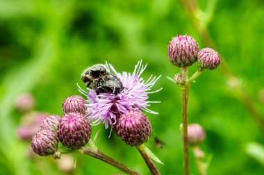Bahçede mor bir burdock çiçek üzerinde Beetles.