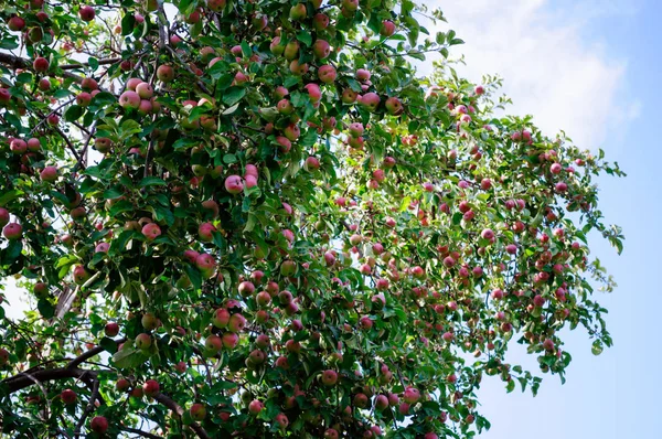 Apfelbaum mit roten Äpfeln im Garten. — Stockfoto