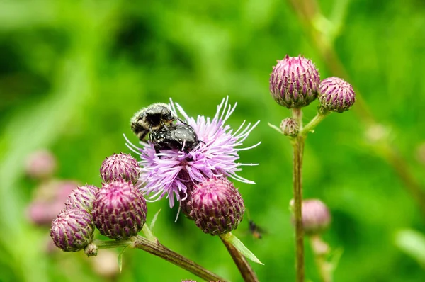 Bahçede mor bir burdock çiçek üzerinde Beetles.